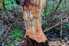 PXL_20260414_104600960.ACTION_PAN2