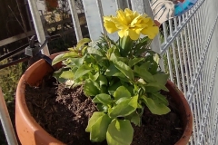Blumentopf Gemeindebuechere Eningen