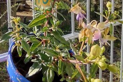 IMG_20210426_085621746_HDR