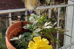 IMG_20210426_085637106_HDR