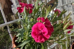 IMG_20210426_085655623_HDR