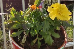 IMG_20210426_085740092_HDR