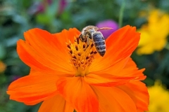 Blumenwiese Friedhof Pfullingen 