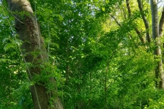 IMG_20190523_163519569_HDR