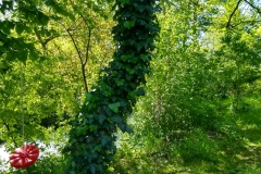 IMG_20190523_163550015_HDR
