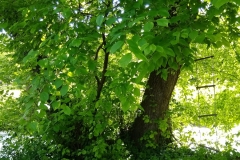 IMG_20190523_163554838
