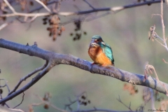 Eisvogel 26.12.2024