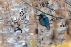 Eisvogel