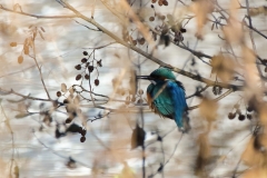 Eisvogel