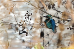 Eisvogel