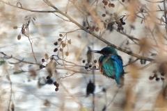 Eisvogel