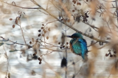 Eisvogel