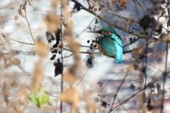 Eisvogel