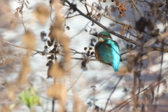 Eisvogel