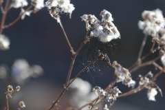 Eisvogel