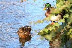 Eisvogel