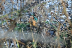 Eisvogel