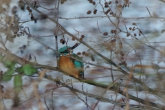 Eisvogel