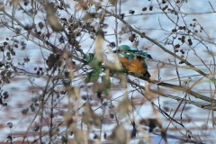 Eisvogel