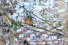 Eisvogel