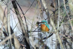 Eisvogel