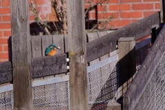 Eisvogel