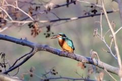 Eisvogel