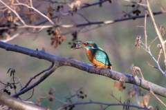 Eisvogel