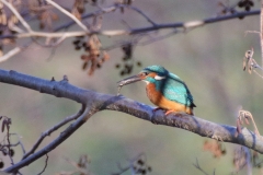 Eisvogel