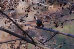 Eisvogel