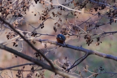 Eisvogel