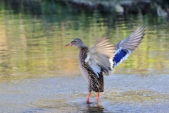 Eisvogel