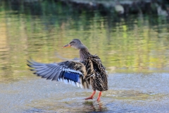 Eisvogel