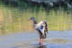 Eisvogel