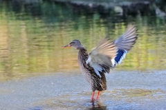 Eisvogel