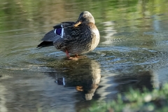 Eisvogel