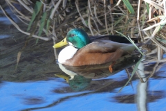 Eisvogel