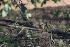 Eisvogel