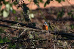 Eisvogel