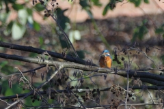 Eisvogel