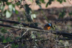 Eisvogel