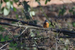 Eisvogel