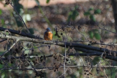 Eisvogel