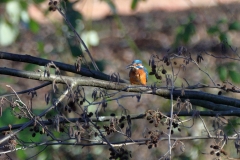 Eisvogel