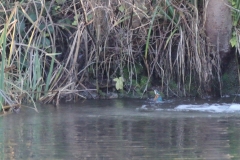 Eisvogel