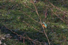 Eisvogel