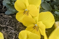 Frühlingserwachen Pfullingen 23.03.2025