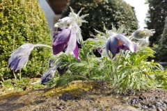 IMG_20210413_123010484