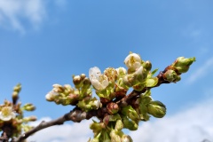 IMG_20210413_123345742_HDR