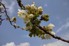 IMG_20210413_123410130_HDR